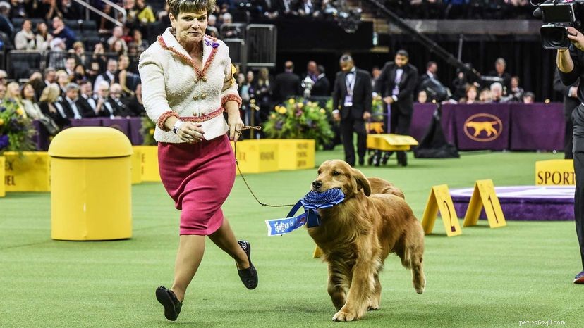 Westminster Kennel Club Dog Show Marks 145 Years Amid Unprecedented 2021 Changes
