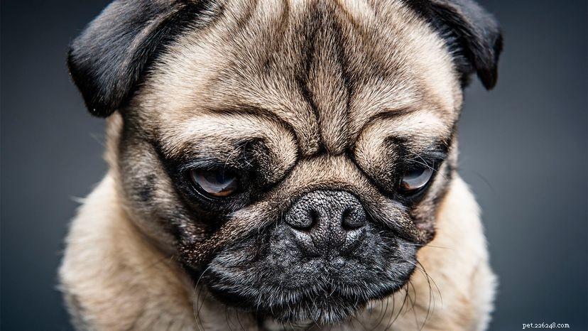 Study Shows Strangers Train Grumpy Dogs More Effectively