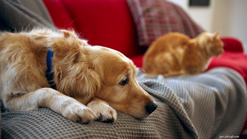 Why Dogs & Cats Shed So Much: Causes, Seasons, and Care