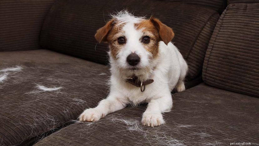 Why Dogs & Cats Shed So Much: Causes, Seasons, and Care