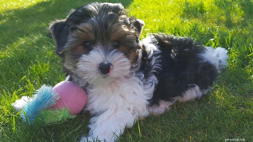 Biewer Terrier Achieves Full AKC Recognition as the 197th Breed