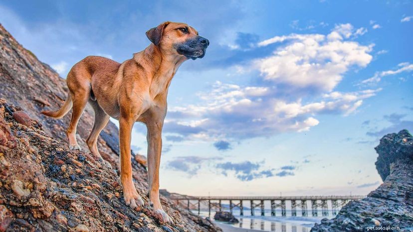 Black Mouth Cur: Loyal, Agile, and Powerful Hunting Companion