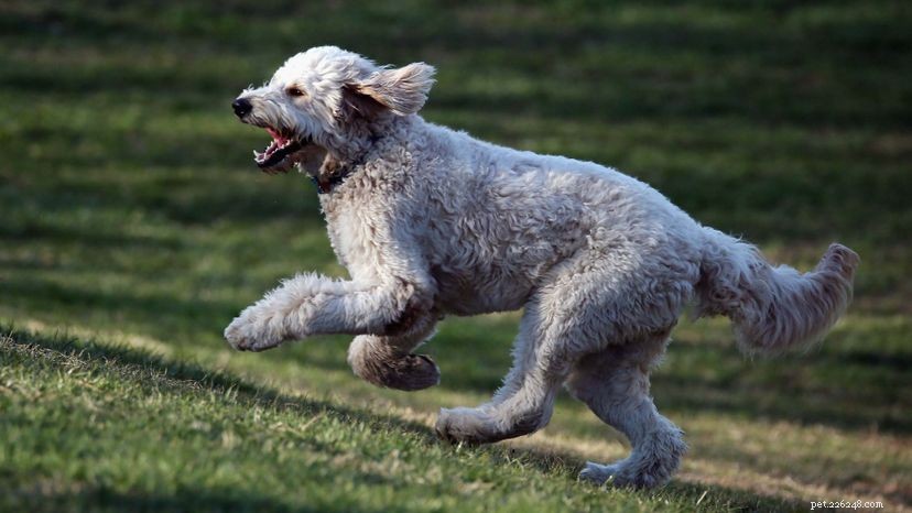 Why Goldendoodles Are Trending: Energy, Size, and Family-Friendly Traits
