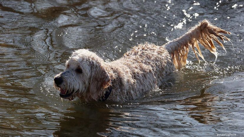 Why Goldendoodles Are Trending: Energy, Size, and Family-Friendly Traits