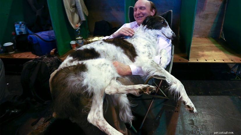 Why the Borzoi, the Greyhound-Like Dog, Can Outrace a Wolf