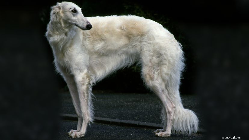 Why the Borzoi, the Greyhound-Like Dog, Can Outrace a Wolf