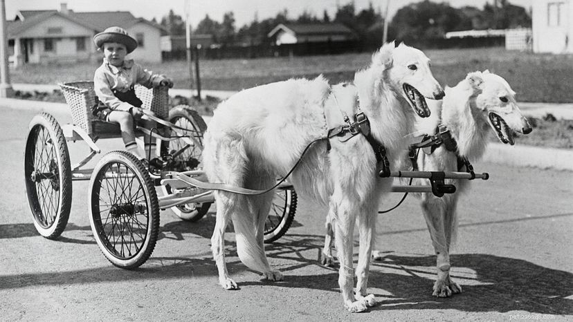 Why the Borzoi, the Greyhound-Like Dog, Can Outrace a Wolf