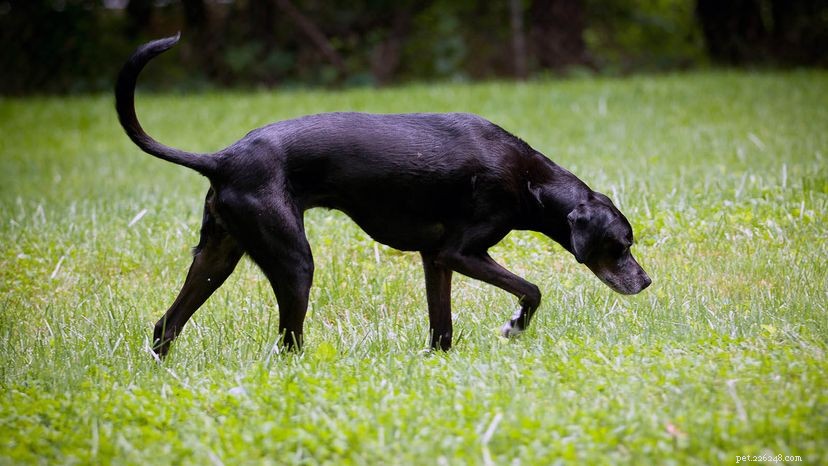 Do Dogs Lose Their Sense of Smell With Age? What You Need to Know