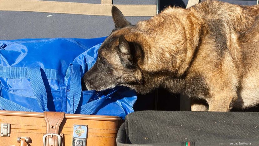 Do Dogs Lose Their Sense of Smell With Age? What You Need to Know