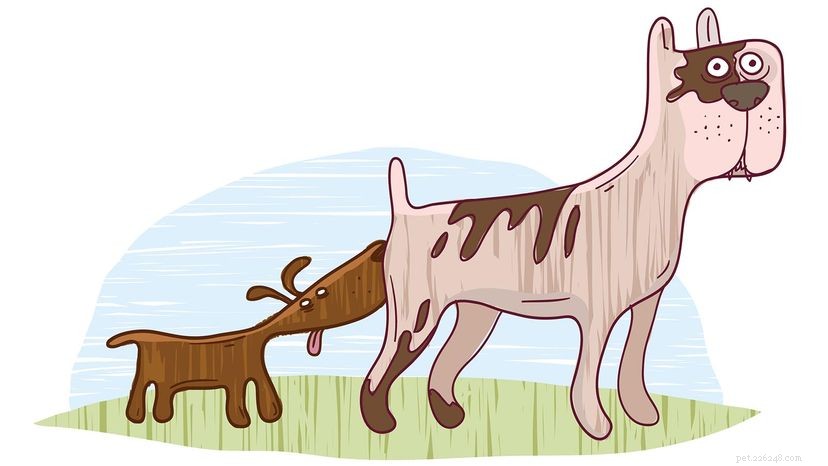 Understanding Dog Anal Glands: Functions, Care, and Common Issues