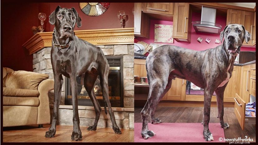 Meet the World’s Largest Dogs: Record-Breaking Giants
