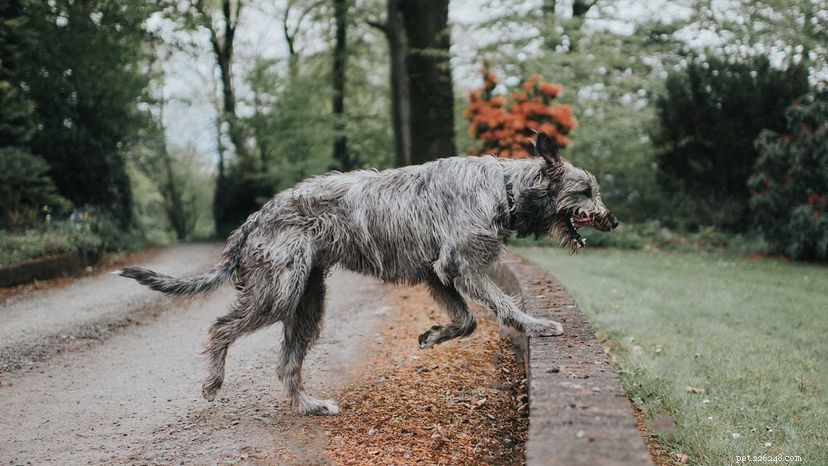 Meet the World’s Largest Dogs: Record-Breaking Giants