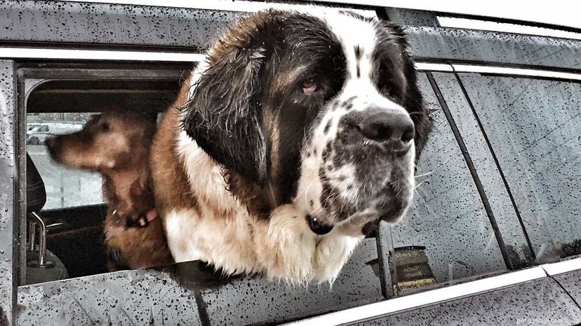 Meet the World’s Largest Dogs: Record-Breaking Giants