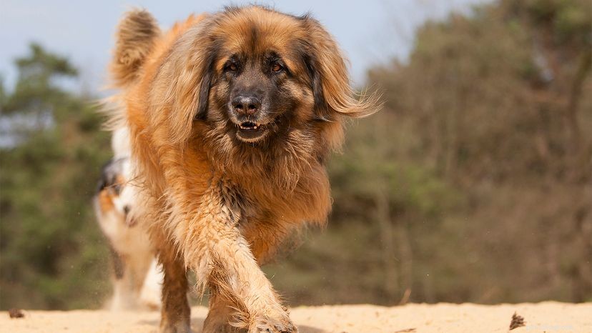 Leonberger Dog: A Gentle Giant Perfect for Families
