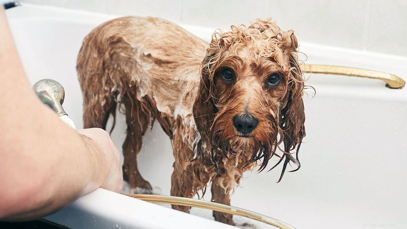 How Often Should You Bathe Your Dog? Expert Tips for Optimal Grooming