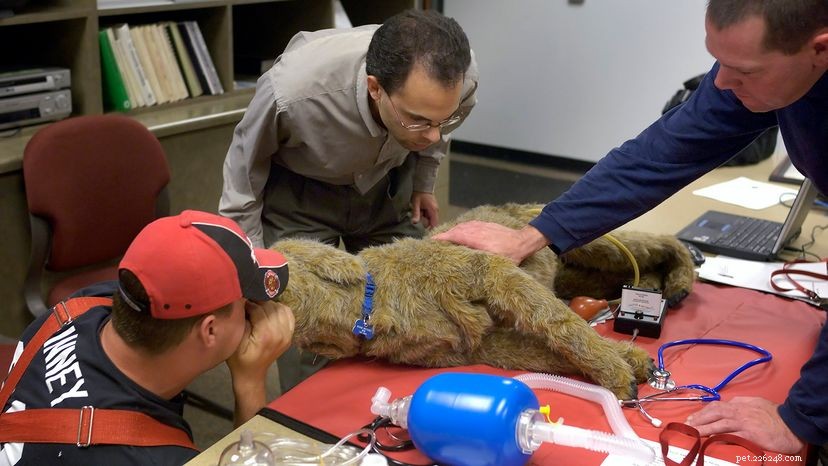 Professional Guide: How to Perform CPR on Your Dog in an Emergency