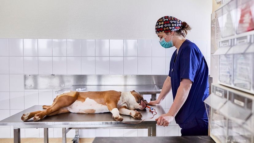 Professional Guide: How to Perform CPR on Your Dog in an Emergency