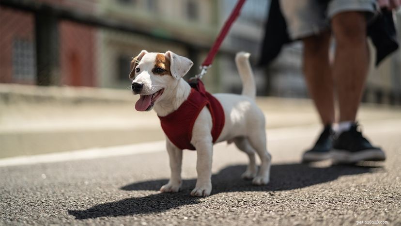 Choosing the Right Leash, Collar, and Harness for Safe Dog Walking