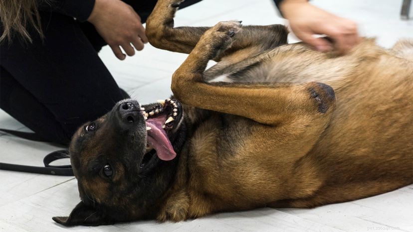 The Science Behind Why Dogs Love Belly Rubs—and Cats Don’t