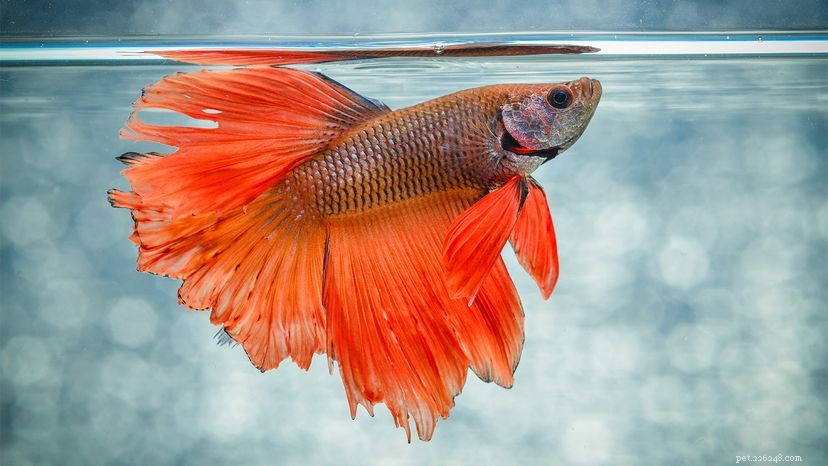 Debunking 5 Common Misconceptions About Betta Fish
