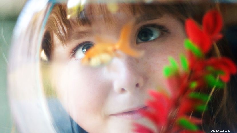 Why Goldfish Are the Ideal First Pet for Beginners