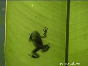 Expert Guide: Setting Up an Optimal Amphibian Tank