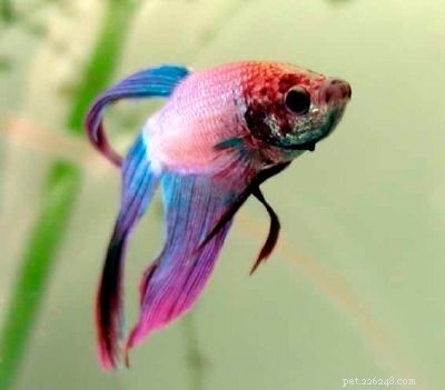 Stunning Aquarium Fish Gallery: Vibrant Colors & Unique Species