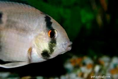 Stunning Aquarium Fish Gallery: Vibrant Colors & Unique Species