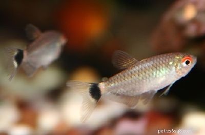 Stunning Aquarium Fish Gallery: Vibrant Colors & Unique Species