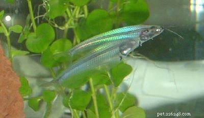 Stunning Aquarium Fish Gallery: Vibrant Colors & Unique Species