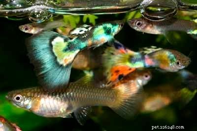 Stunning Aquarium Fish Gallery: Vibrant Colors & Unique Species
