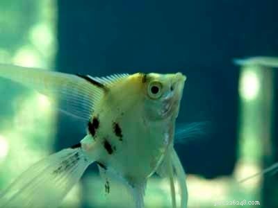 Stunning Aquarium Fish Gallery: Vibrant Colors & Unique Species