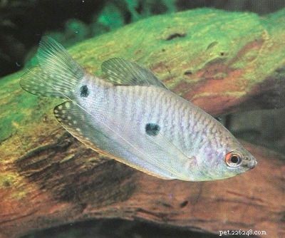 Stunning Aquarium Fish Gallery: Vibrant Colors & Unique Species