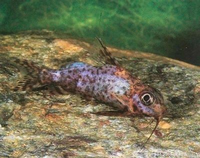 Stunning Aquarium Fish Gallery: Vibrant Colors & Unique Species
