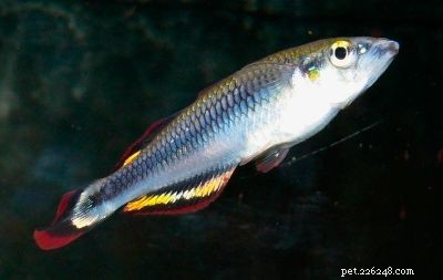 Stunning Aquarium Fish Gallery: Vibrant Colors & Unique Species