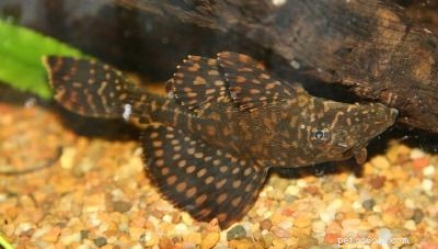Stunning Aquarium Fish Gallery: Vibrant Colors & Unique Species