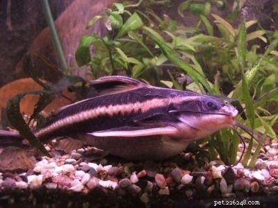 Stunning Aquarium Fish Gallery: Vibrant Colors & Unique Species