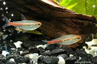 Stunning Aquarium Fish Gallery: Vibrant Colors & Unique Species