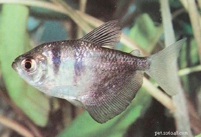 Stunning Aquarium Fish Gallery: Vibrant Colors & Unique Species