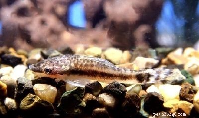 Stunning Aquarium Fish Gallery: Vibrant Colors & Unique Species