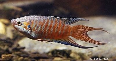 Stunning Aquarium Fish Gallery: Vibrant Colors & Unique Species