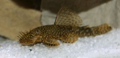 Stunning Aquarium Fish Gallery: Vibrant Colors & Unique Species
