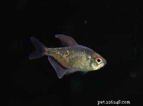 Diamond Tetra (Moenkhausia pitteri) – Ideal Care & Stunning Colors