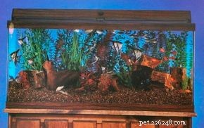 Mastering Aquarium Care: A Practical Guide to Healthy Fish and Water