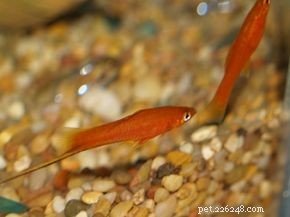 Mastering Aquarium Care: A Practical Guide to Healthy Fish and Water
