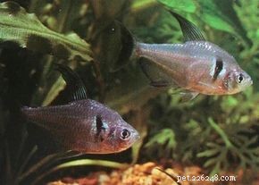 Black Phantom Tetra (Megalamphodus melanopterus) – Hardy, Elegant Aquatic Gem