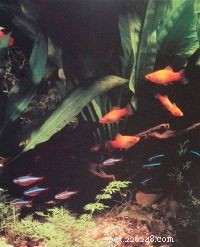 Expert Guide to Caring for Aquarium Fish: Tips for Long, Healthy Lives