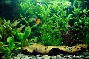 Choosing the Right Aquarium Fish: A Beginner’s Guide to Compatibility & Care