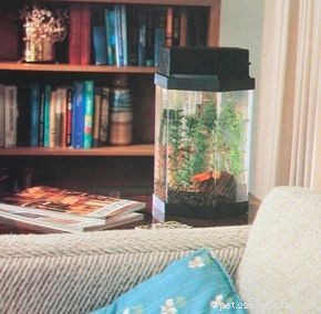 Aquarium Basics: The Essential Guide to a Healthy, Thriving Tank