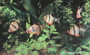 Aquarium Basics: The Essential Guide to a Healthy, Thriving Tank